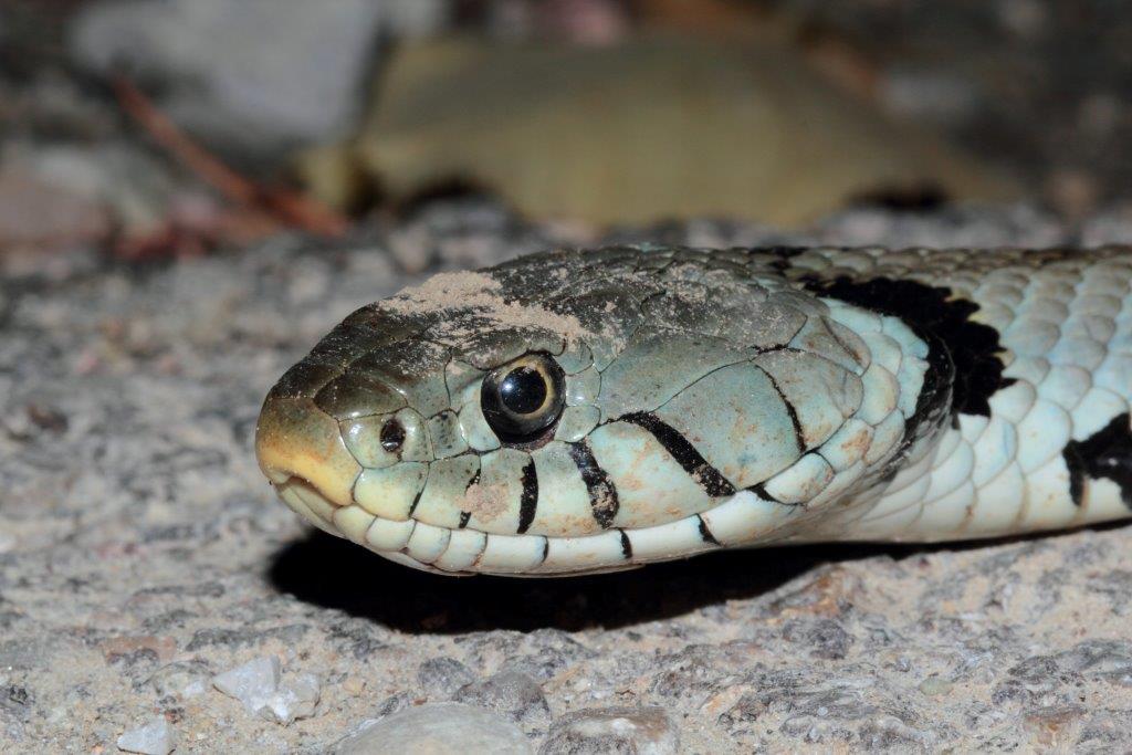 Natrice dal collare adulta